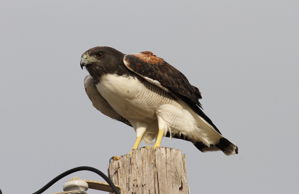 White-tailed Hawk - Greg Cook