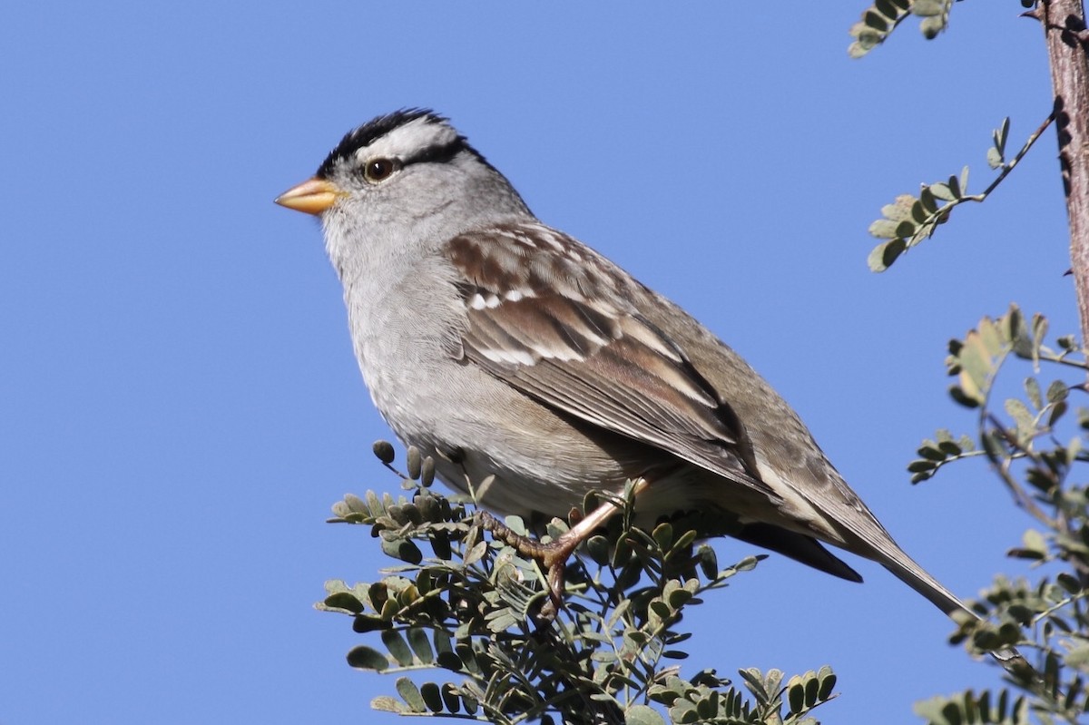 White-crowned Sparrow - ML190977881