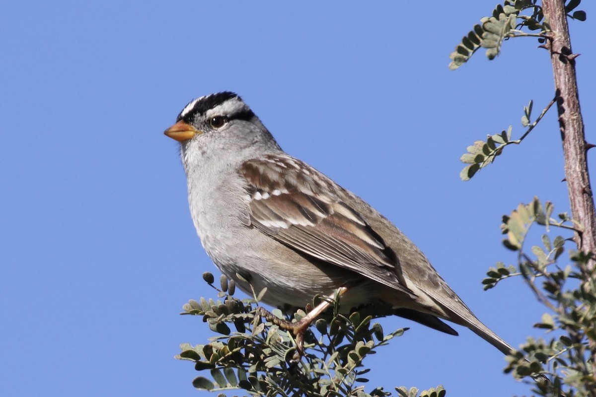 White-crowned Sparrow - Arnold Skei