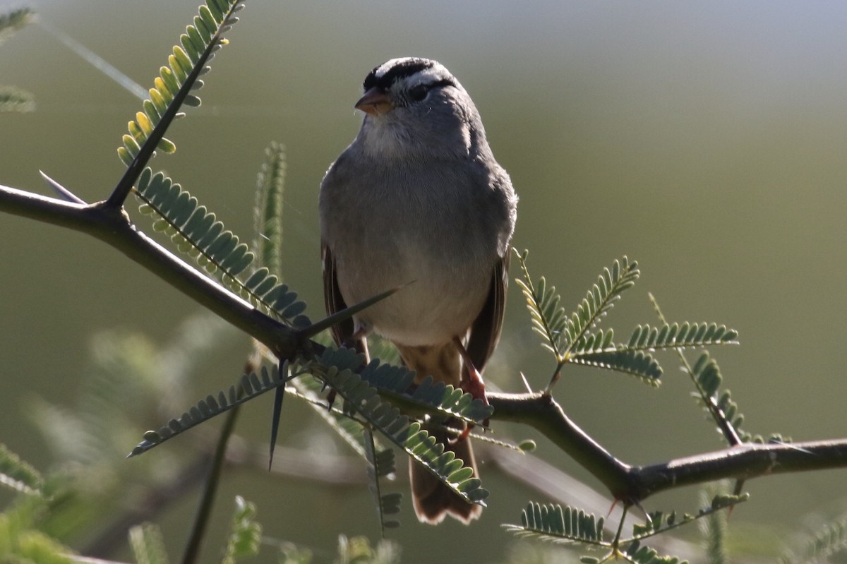 White-crowned Sparrow - ML190977901
