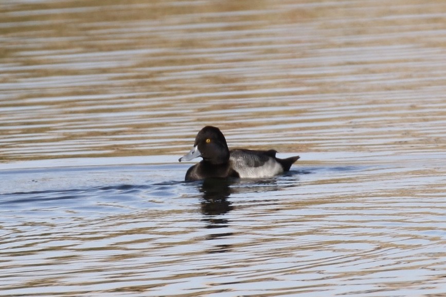 Greater/Lesser Scaup - ML190981291