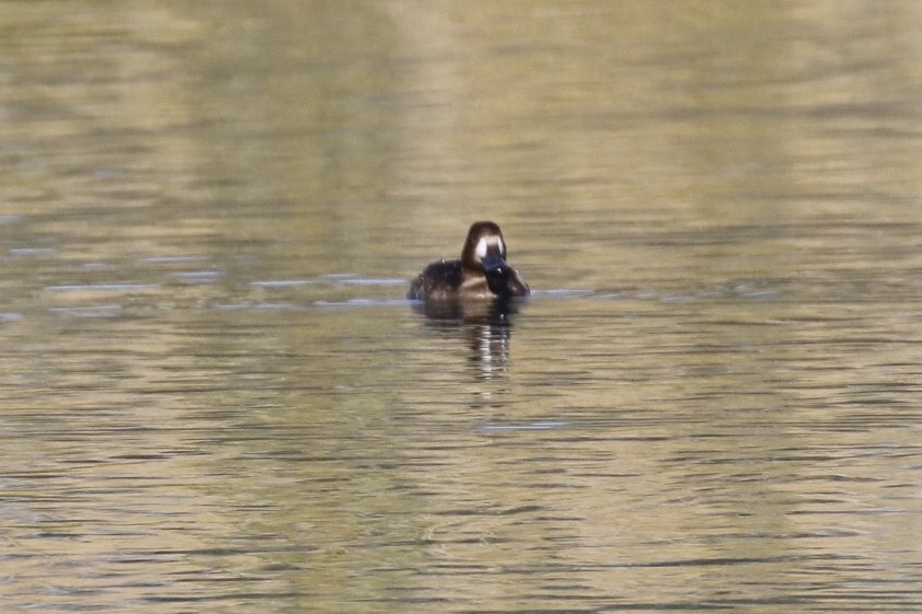 Greater/Lesser Scaup - ML190981301