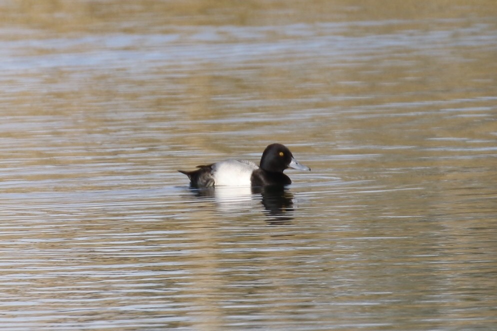 Greater/Lesser Scaup - ML190981311