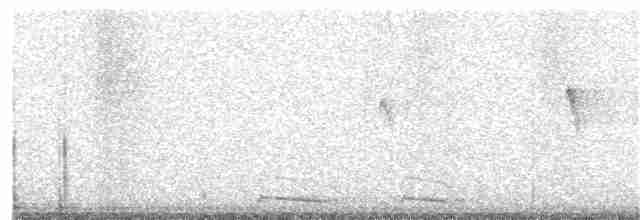 holoubek mexický - ML190985471