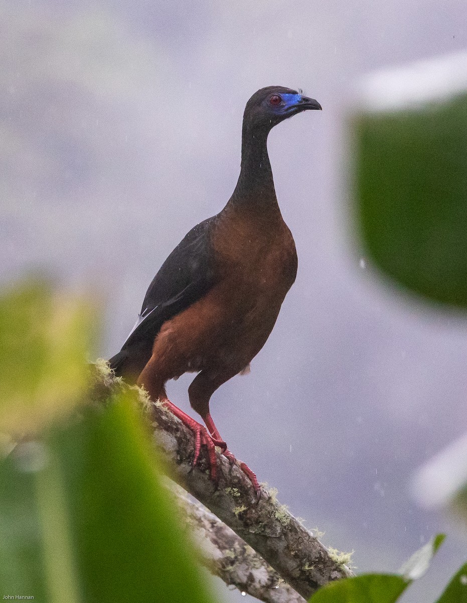 Sickle-winged Guan - ML190986761