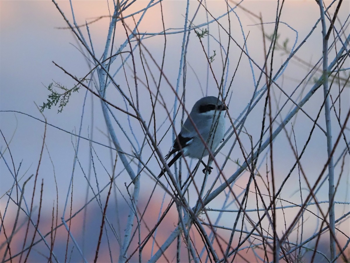 Loggerhead Shrike - Jack Wickel