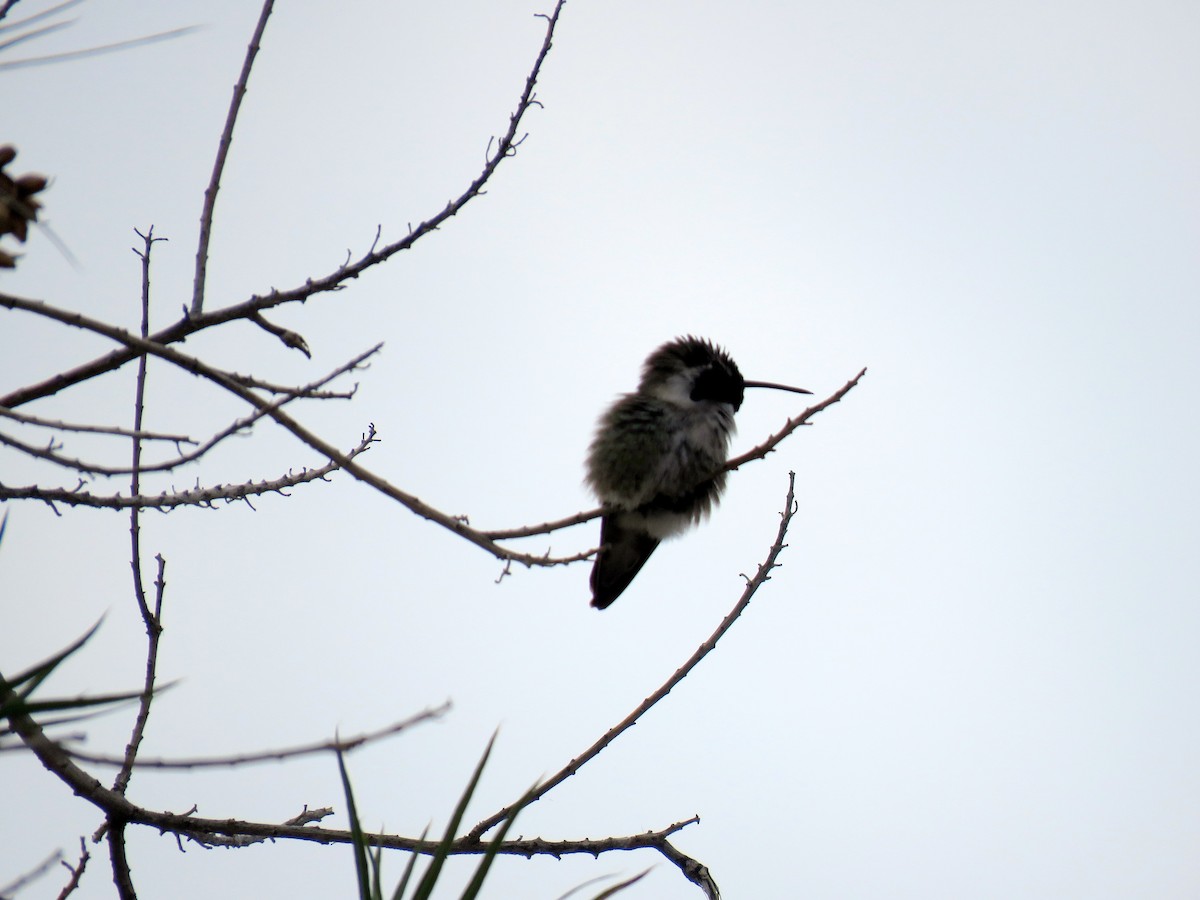 Costa's Hummingbird - ML190991411