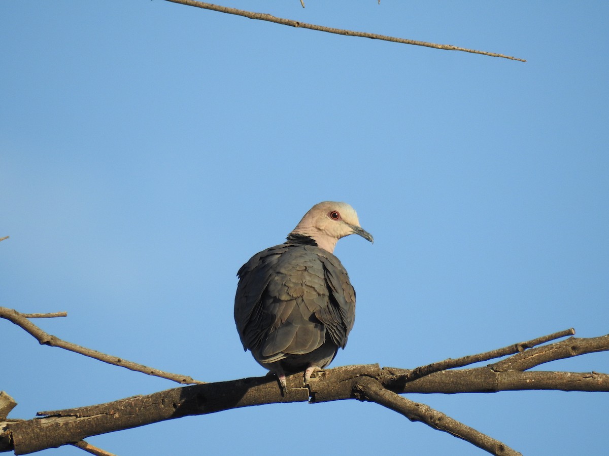 Red-eyed Dove - ML190996031