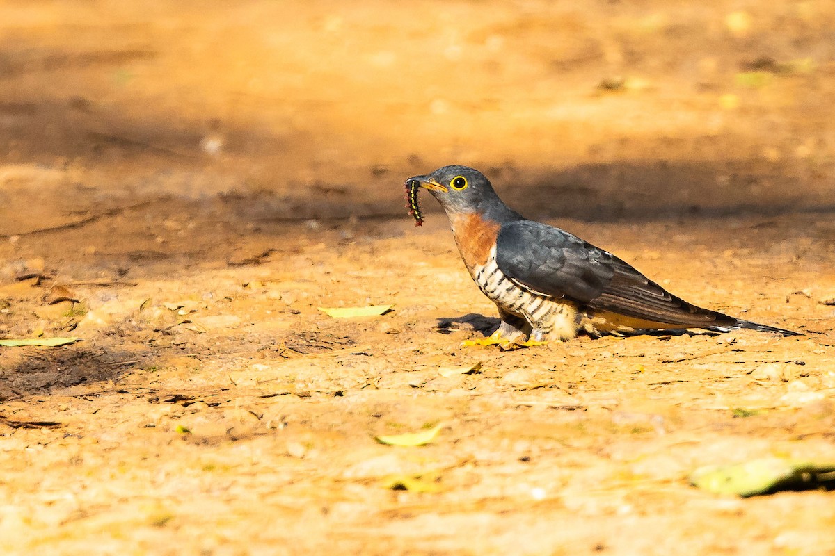 Red-chested Cuckoo - ML190997221