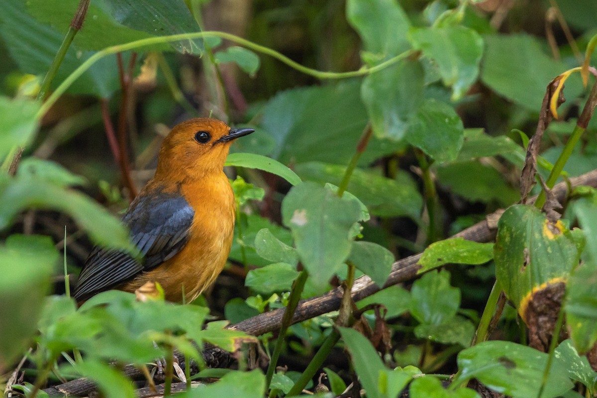 Red-capped Robin-Chat - ML190997501