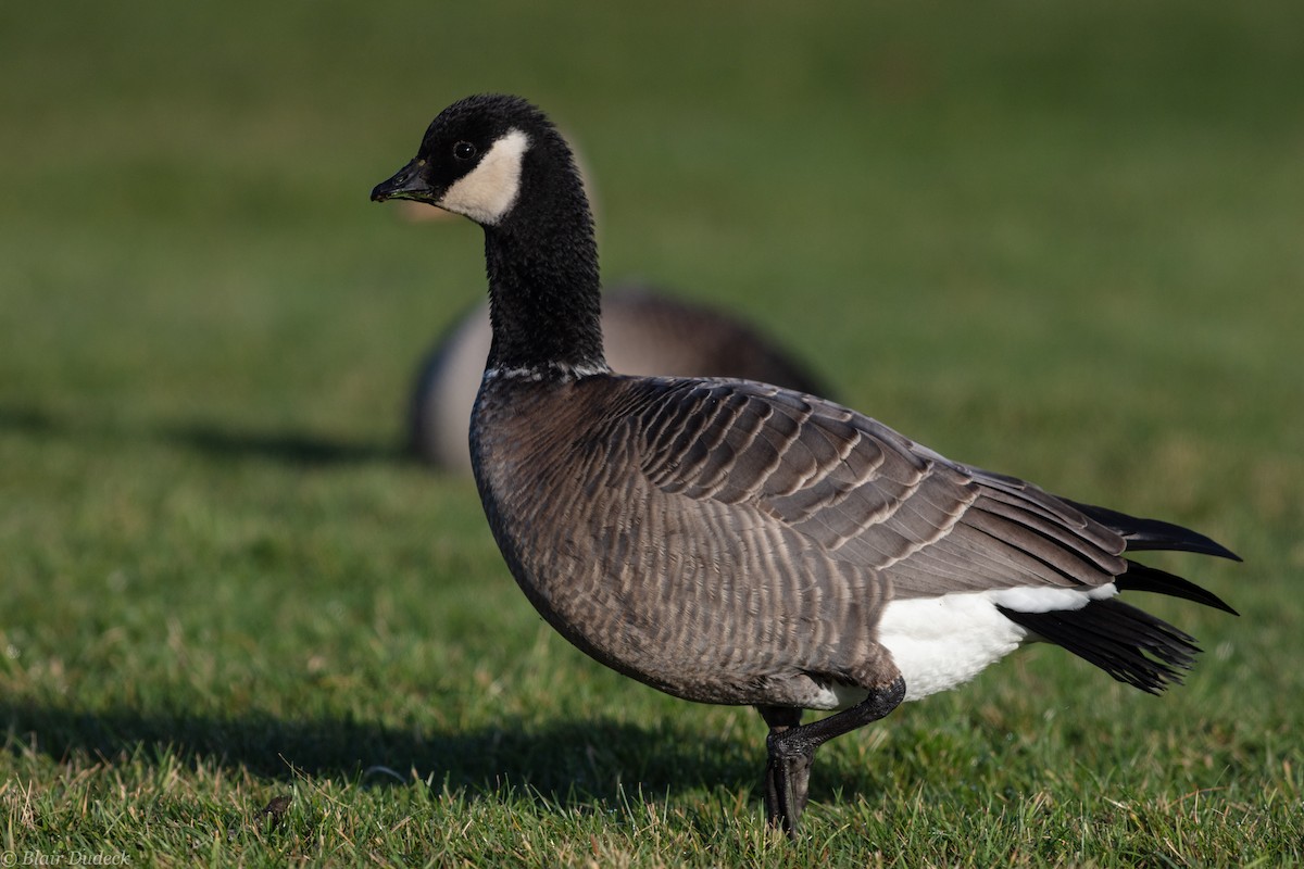 Cackling Goose (minima) - Blair Dudeck