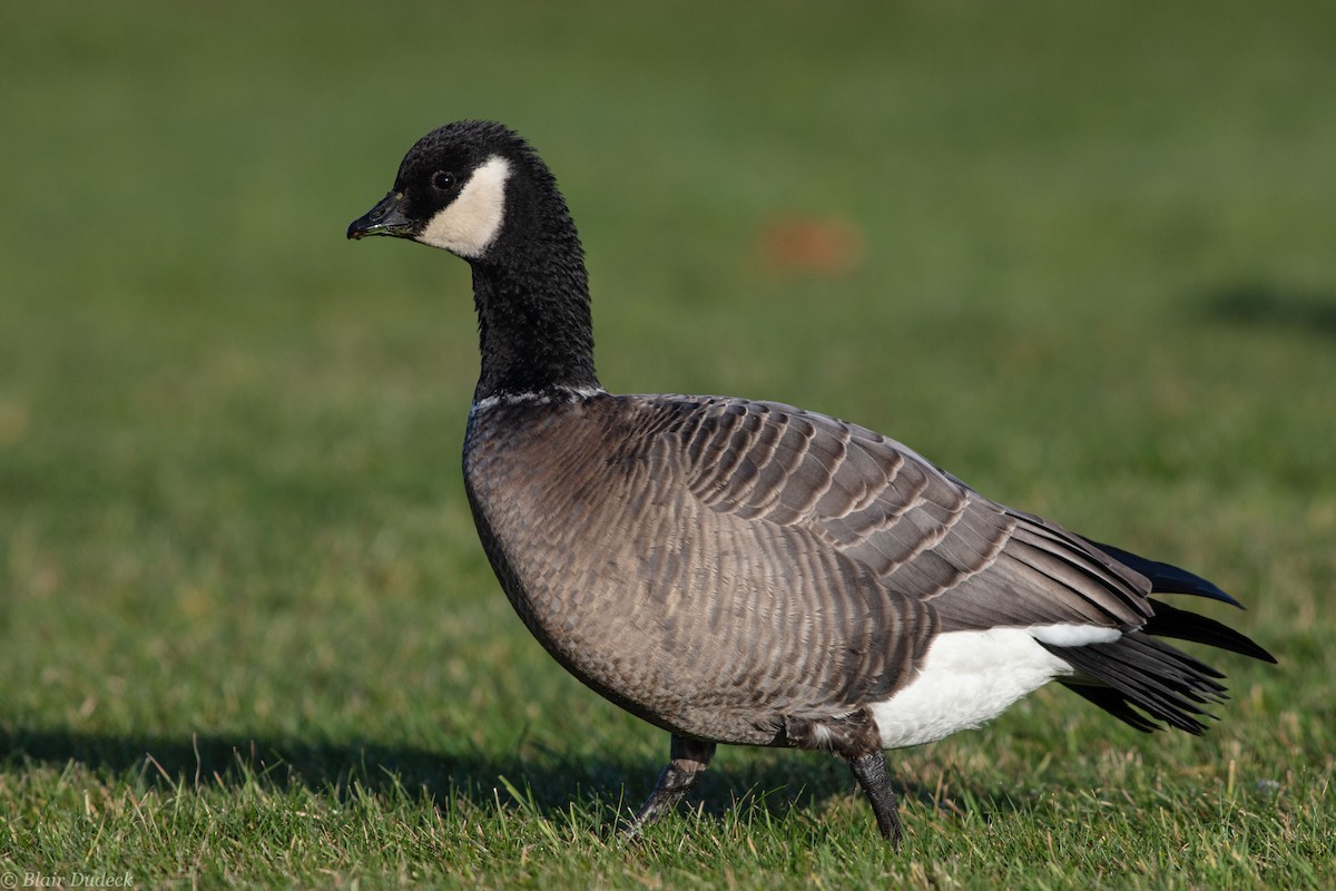Cackling Goose (minima) - ML190997891