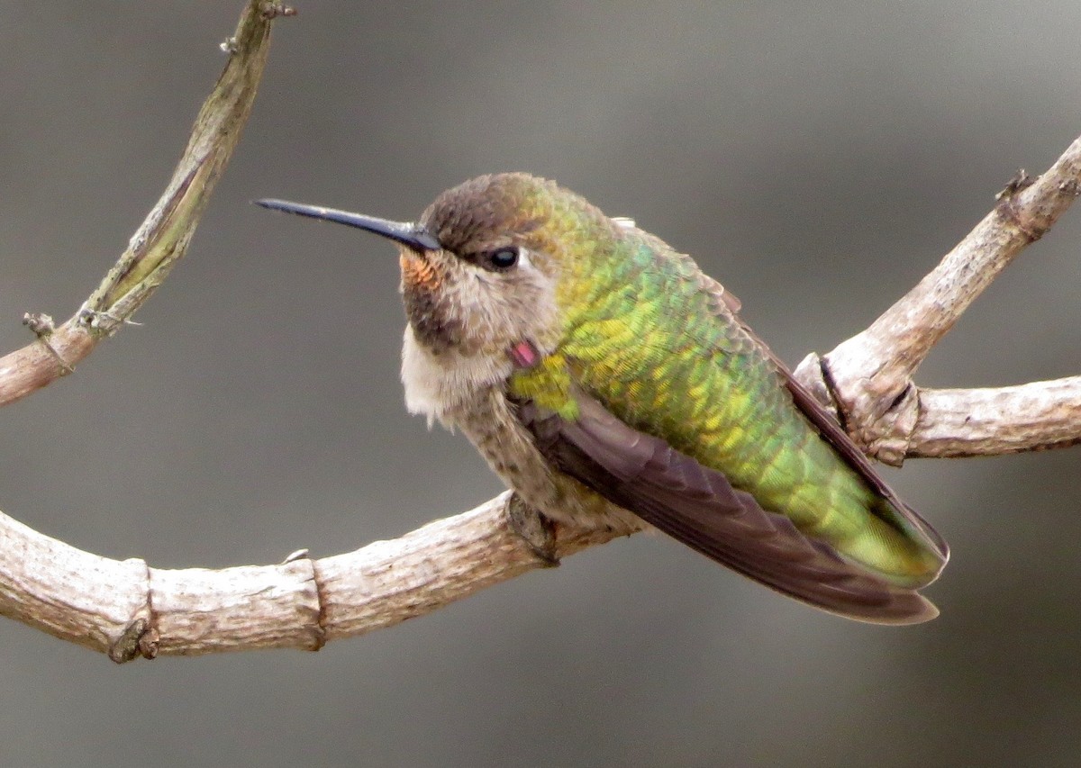 Anna's Hummingbird - Petra Clayton