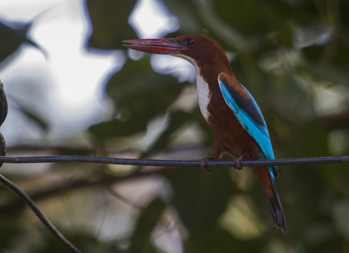 White-throated Kingfisher - Ronith Urs