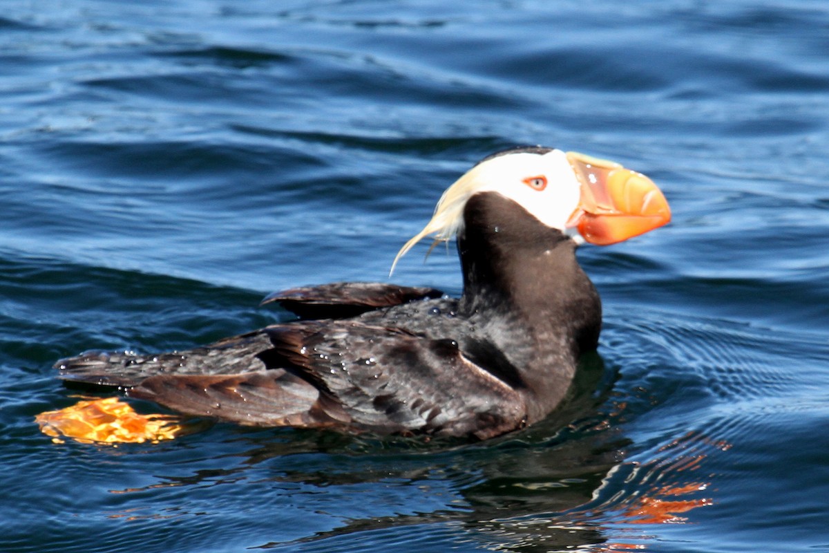Tufted Puffin - ML191002651