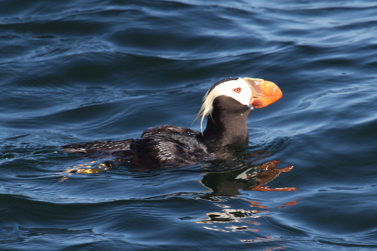 Tufted Puffin - Logan Smith