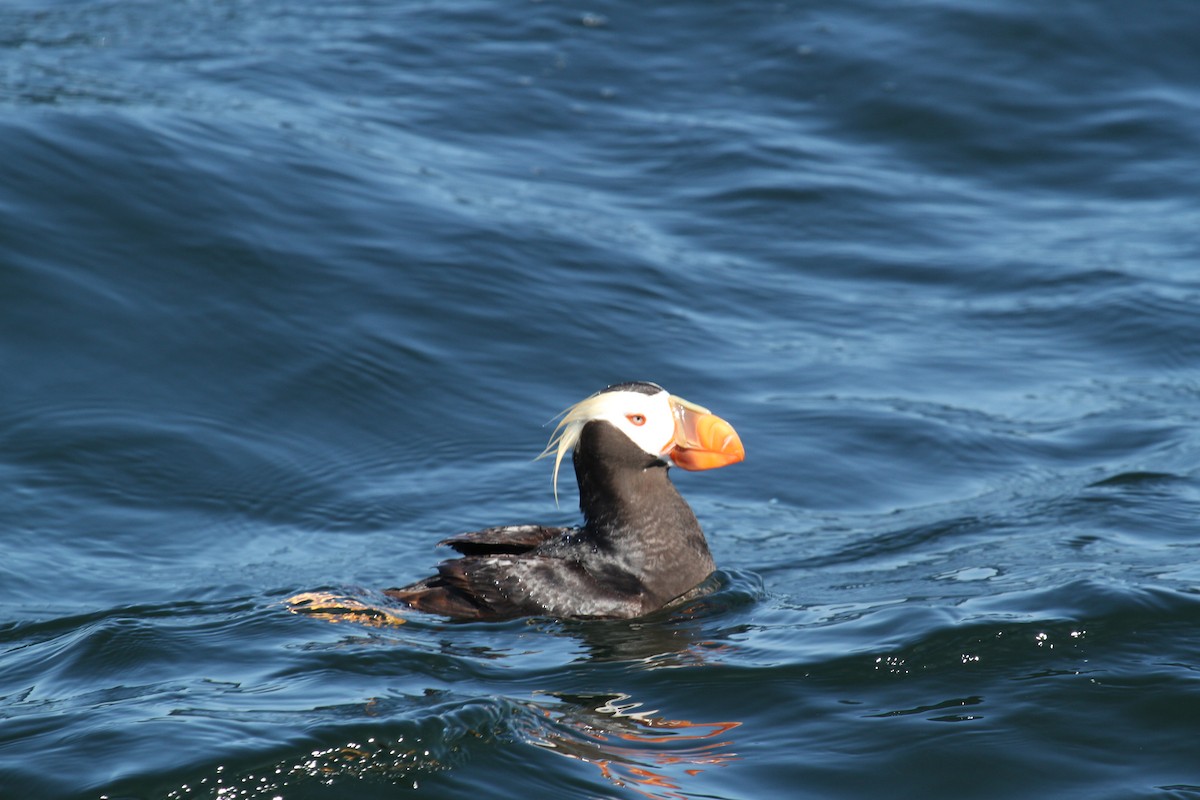 Tufted Puffin - ML191002681