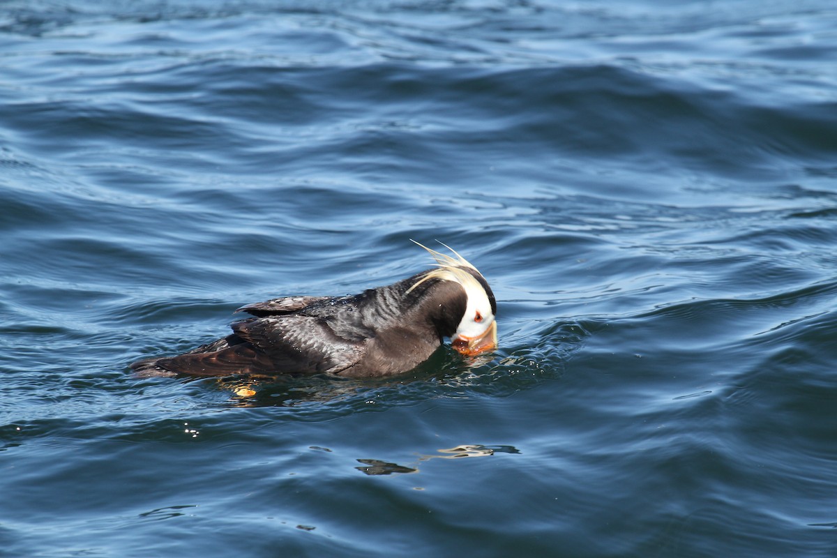 Tufted Puffin - ML191002701