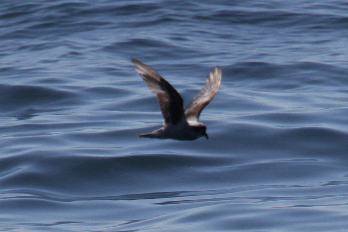 Fork-tailed Storm-Petrel - ML191002841