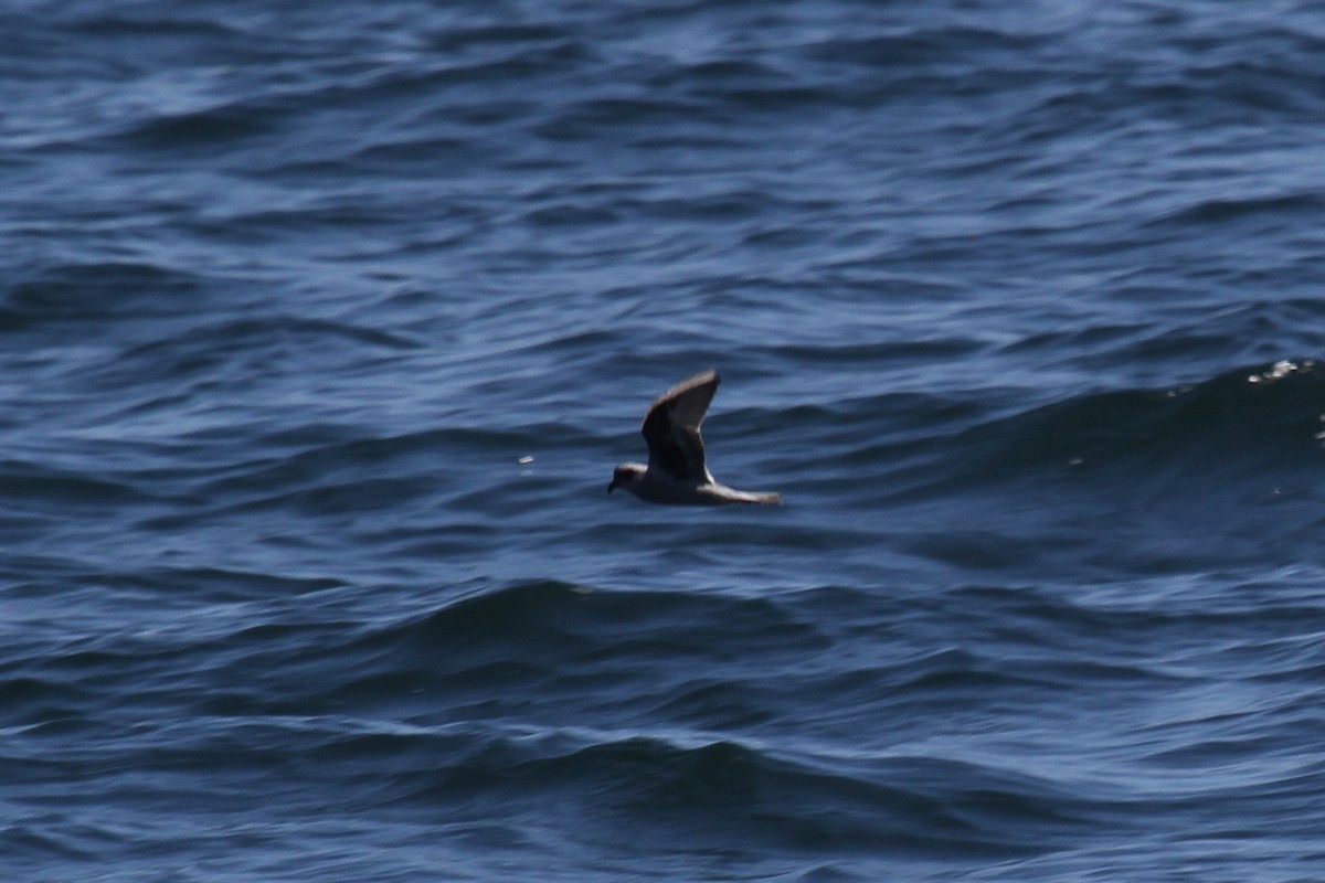 Fork-tailed Storm-Petrel - ML191002891