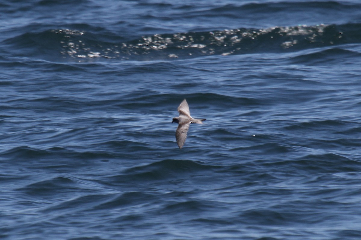 Fork-tailed Storm-Petrel - ML191002941