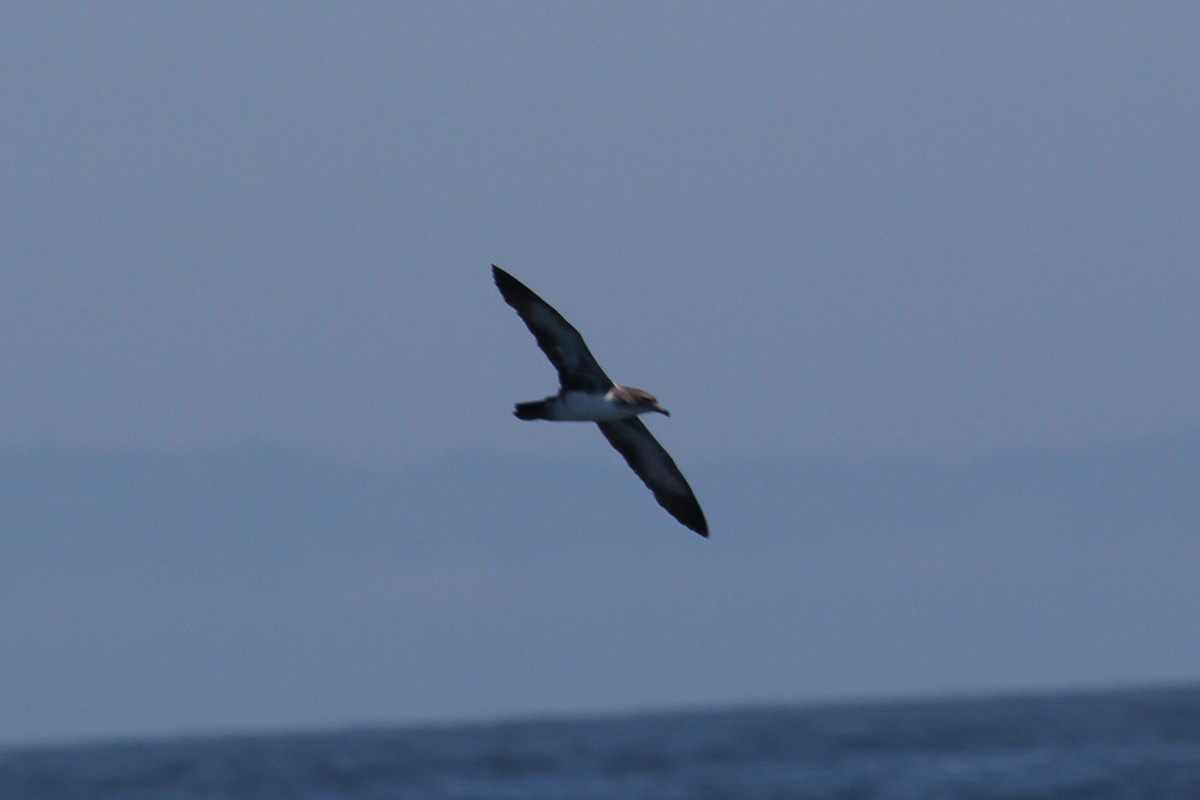 Pink-footed Shearwater - ML191002951
