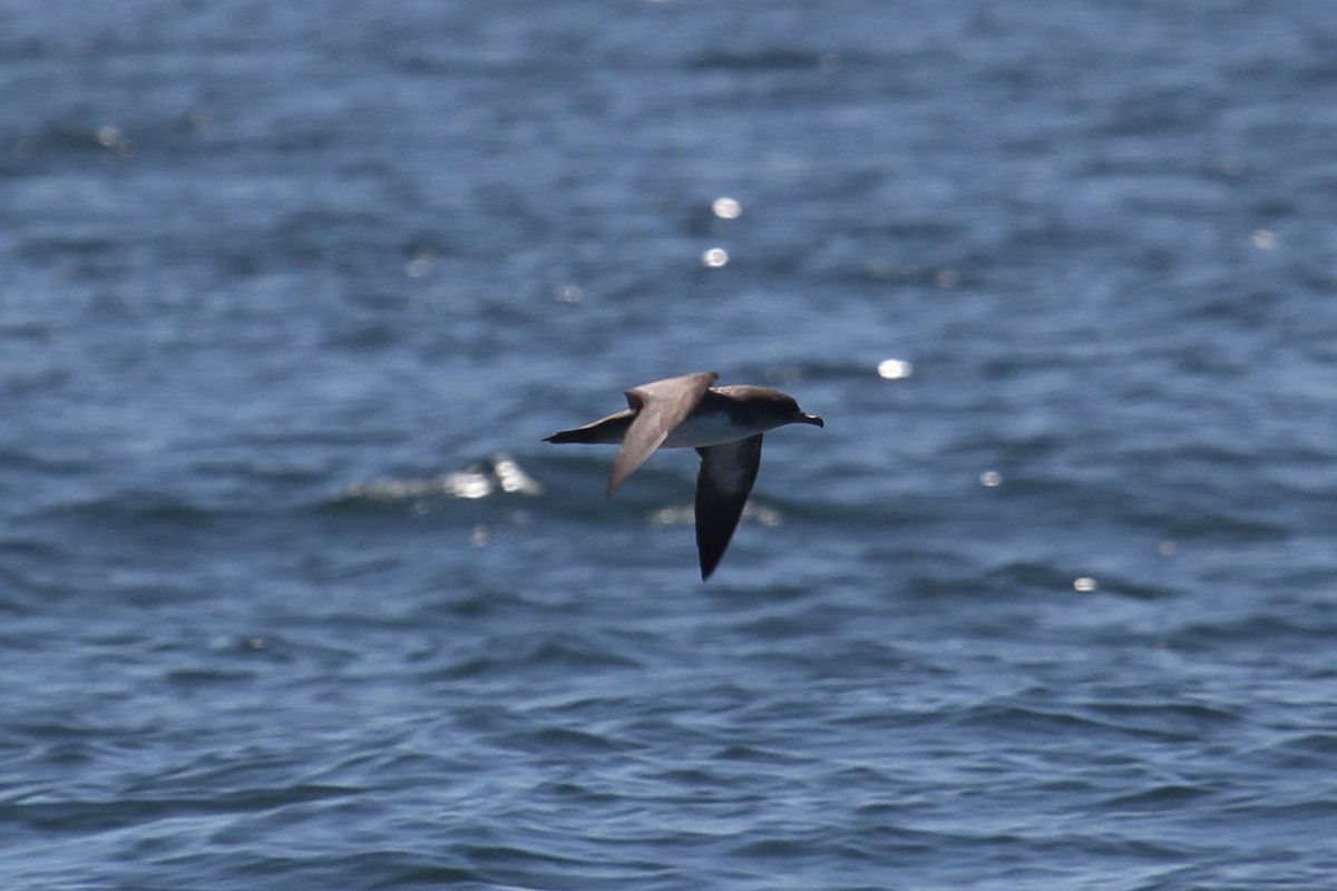 Pink-footed Shearwater - ML191002971