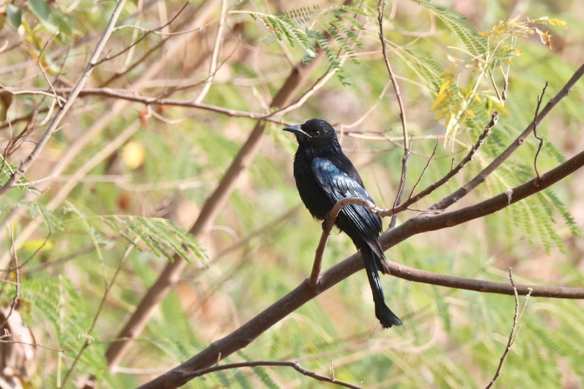 Hair-crested Drongo - Ting-Wei (廷維) HUNG (洪)