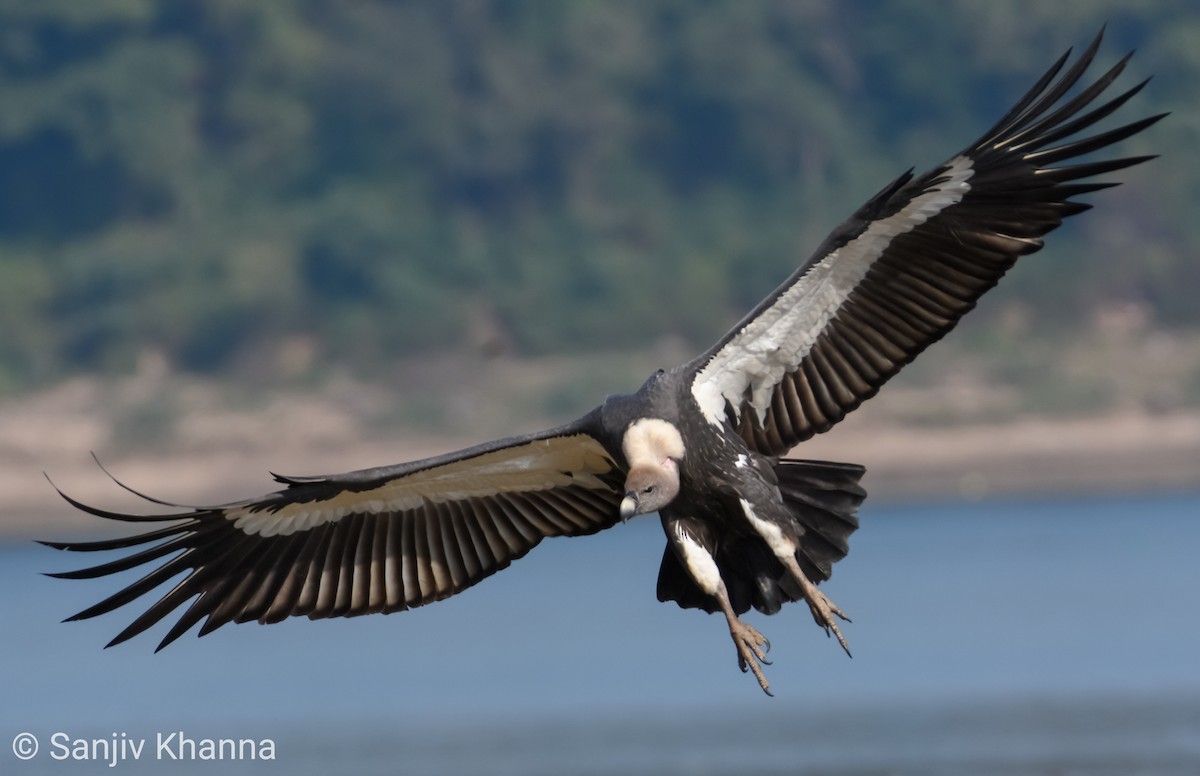 White-rumped Vulture - Sanjiv Khanna