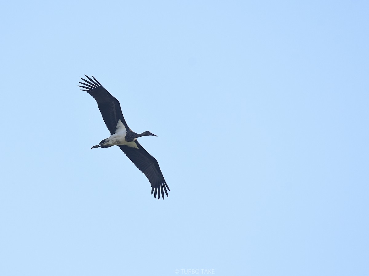 Black Stork - Turbo tu