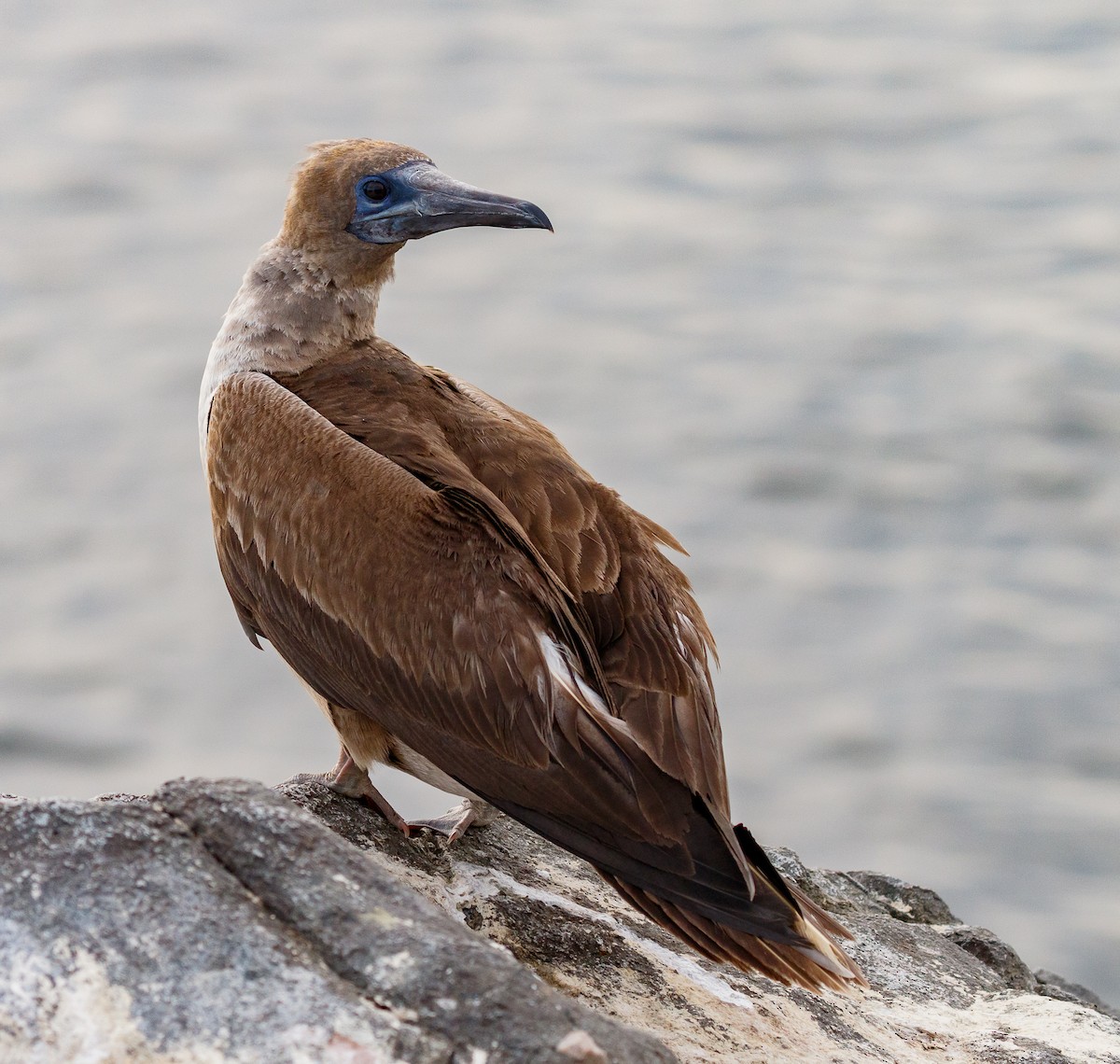 Red-footed Booby - ML191004471