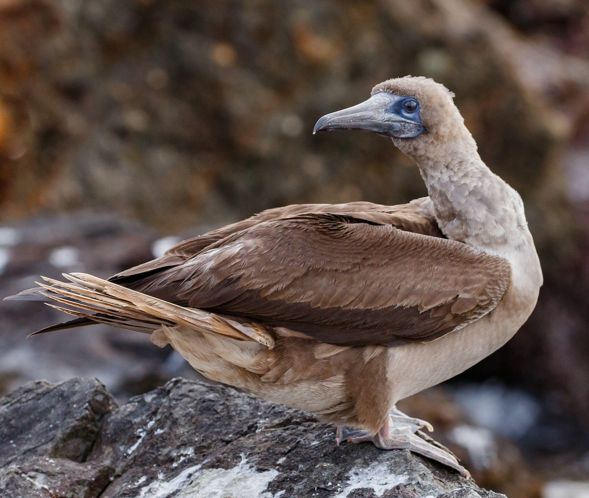 Red-footed Booby - ML191004481