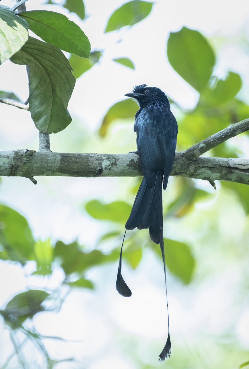 Greater Racket-tailed Drongo - ML191004991