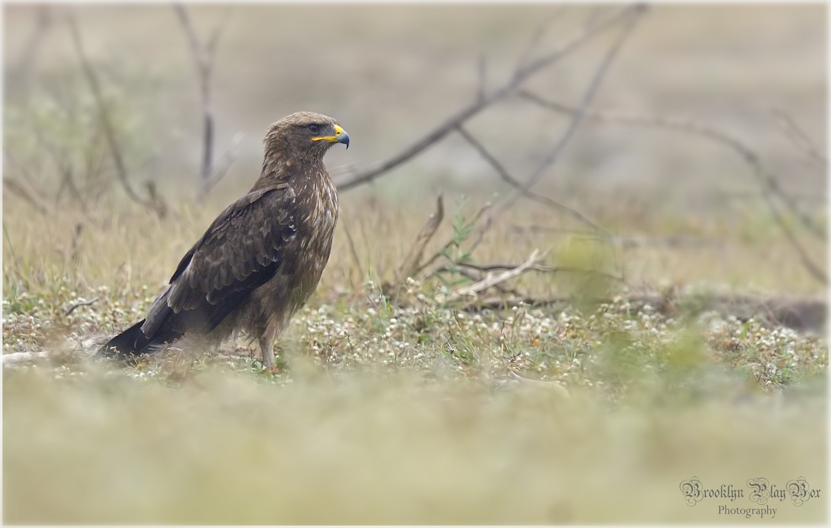 Indian Spotted Eagle - Suman Bhattacharjee