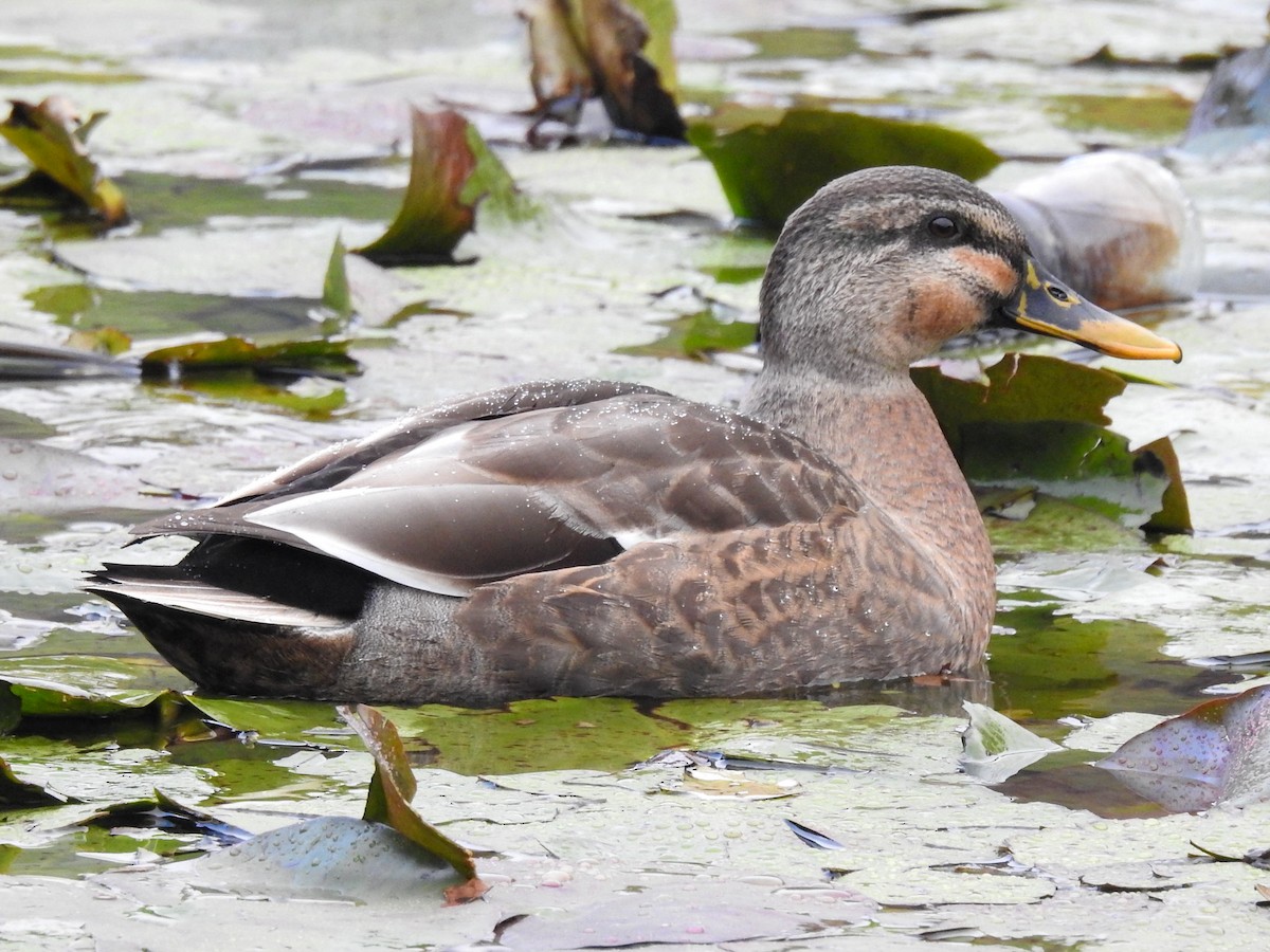 Mallard x Eastern Spot-billed Duck (hybrid) - ML191008531