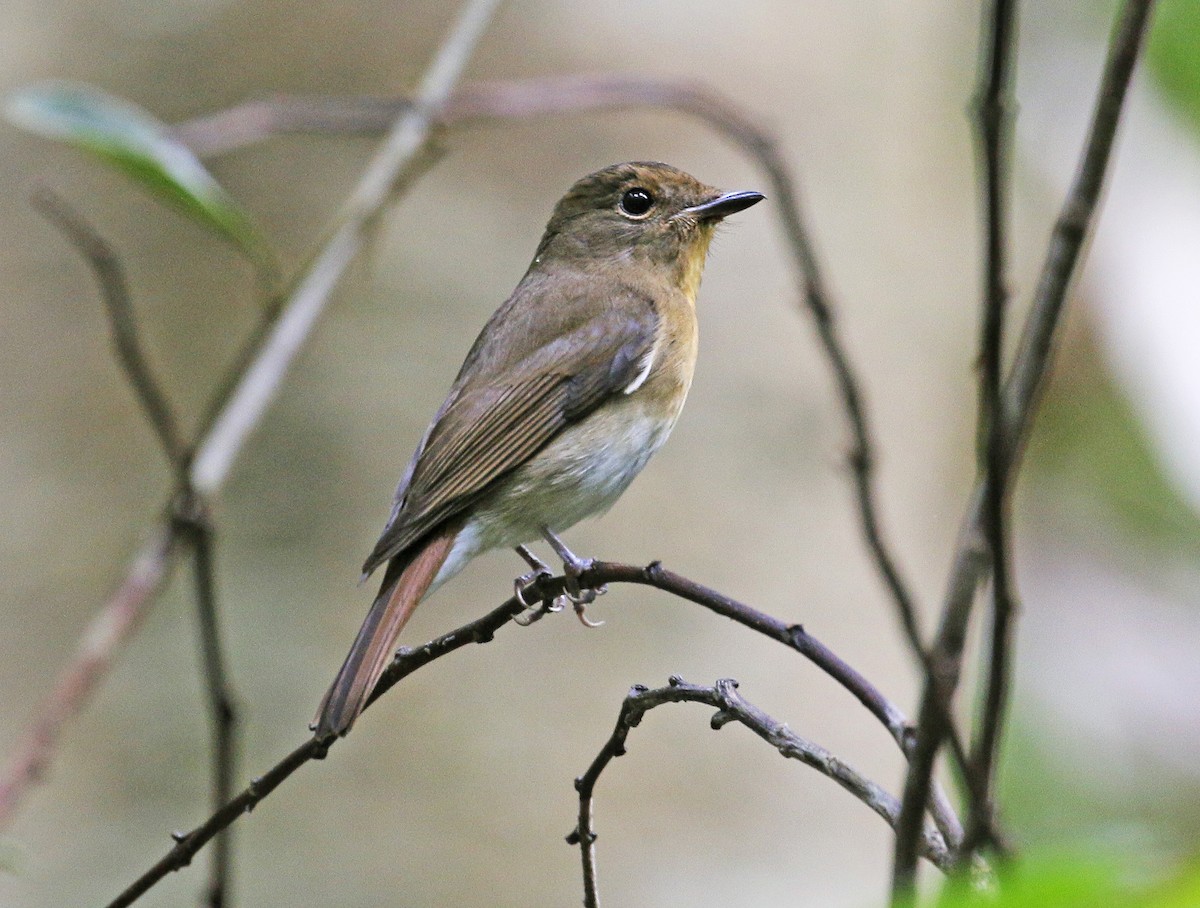 Chinese Blue Flycatcher - Neoh Hor Kee