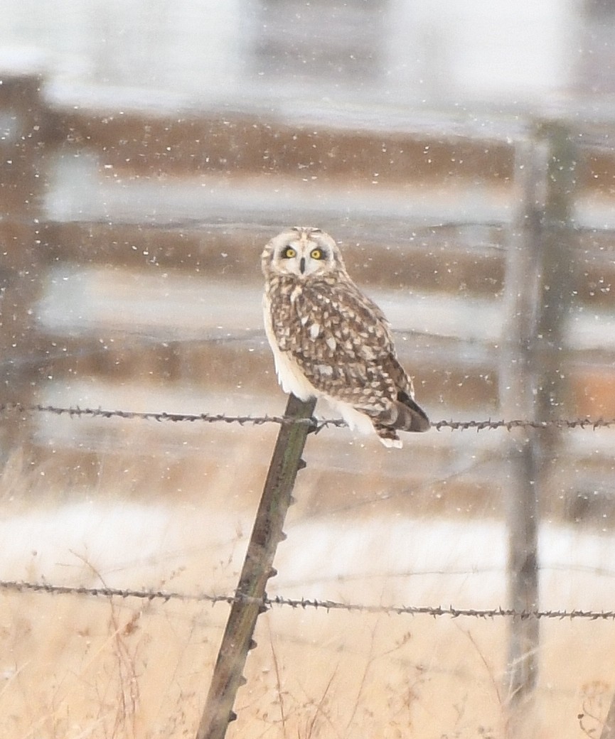 Short-eared Owl - ML191010631