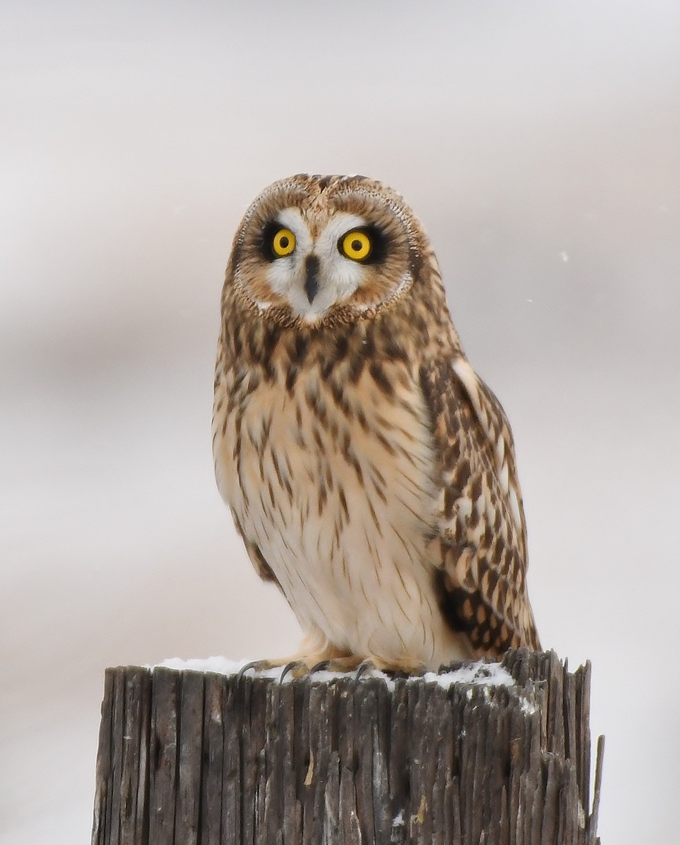 Short-eared Owl - ML191010691