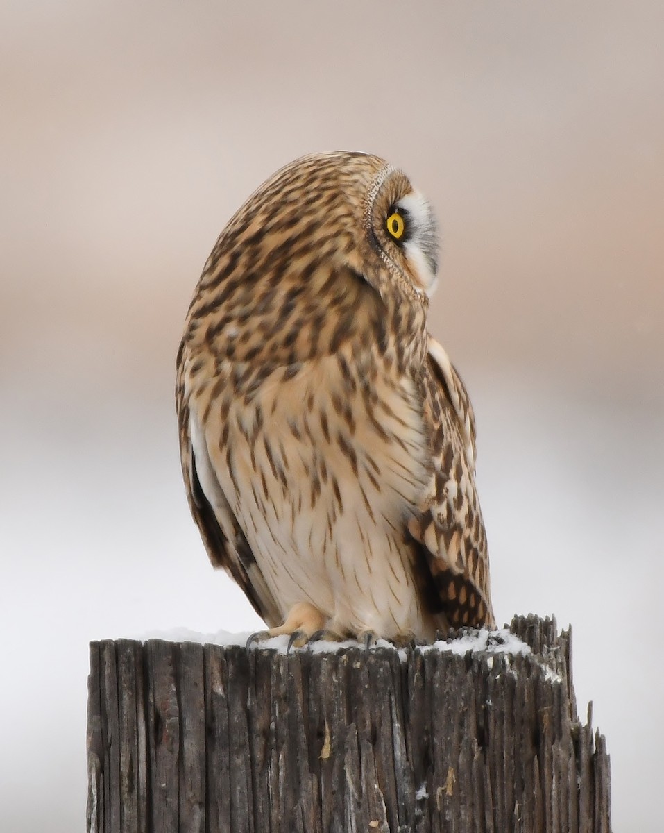 Short-eared Owl - ML191010791