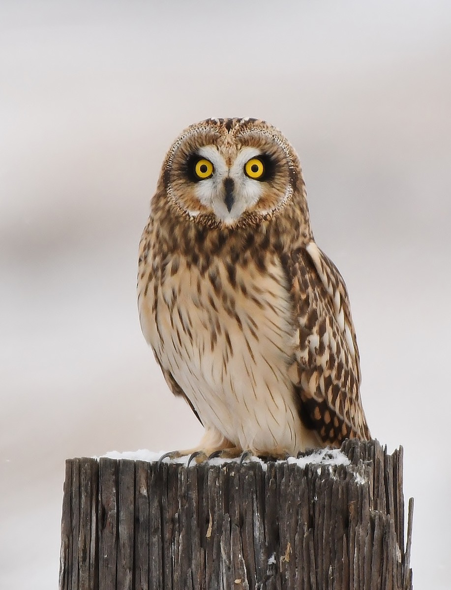 Short-eared Owl - ML191010801