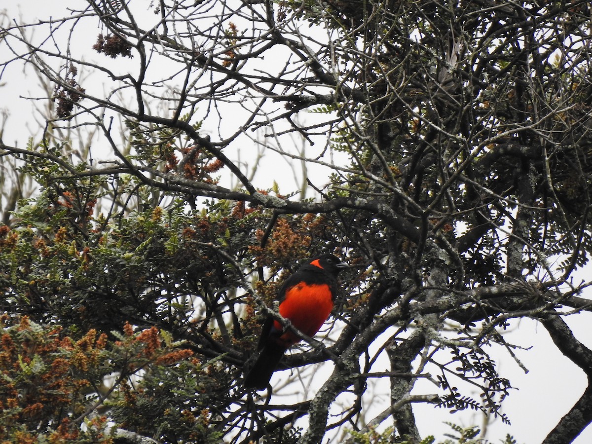 Scarlet-bellied Mountain Tanager - ML191011671