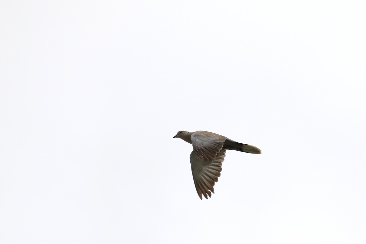 Eurasian Collared-Dove - Atsushi Shimazaki