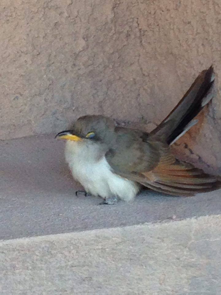 Yellow-billed Cuckoo - La Chiricoca