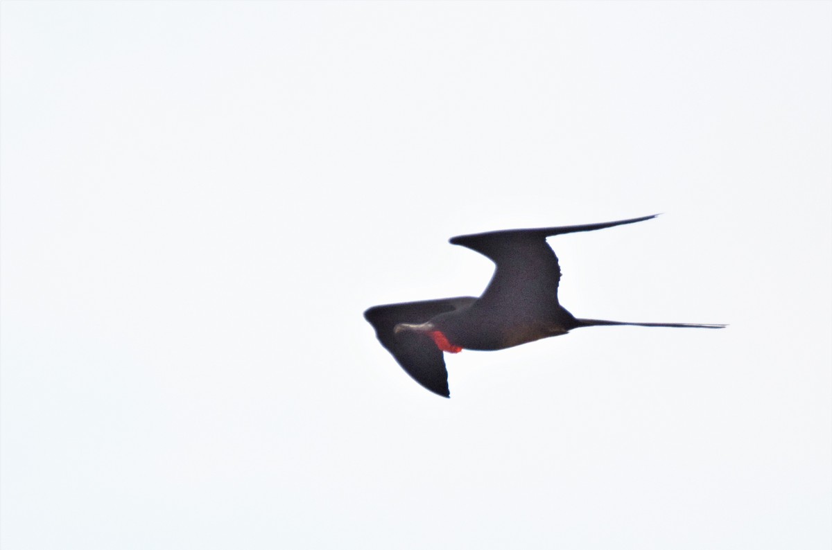 Magnificent Frigatebird - ML191017151