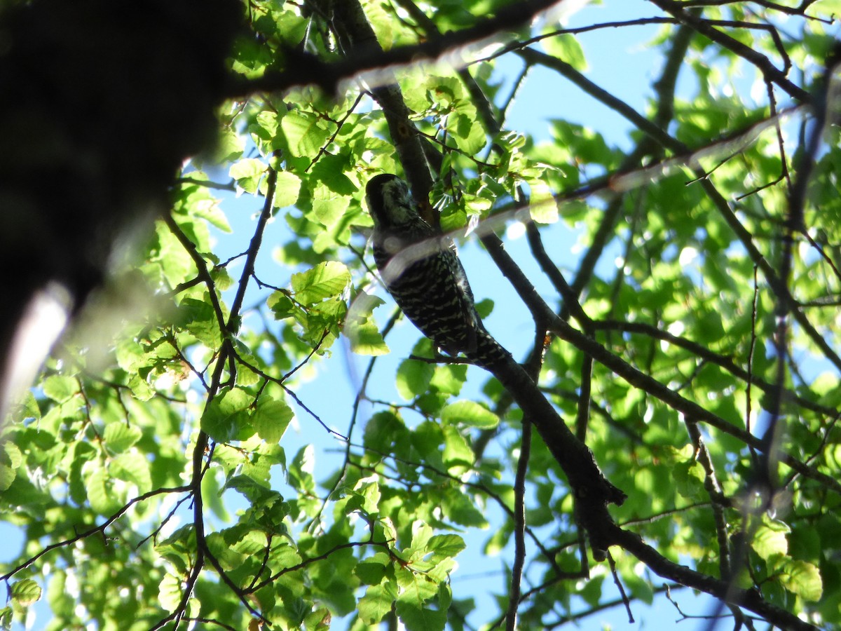 Striped Woodpecker - ML191021551