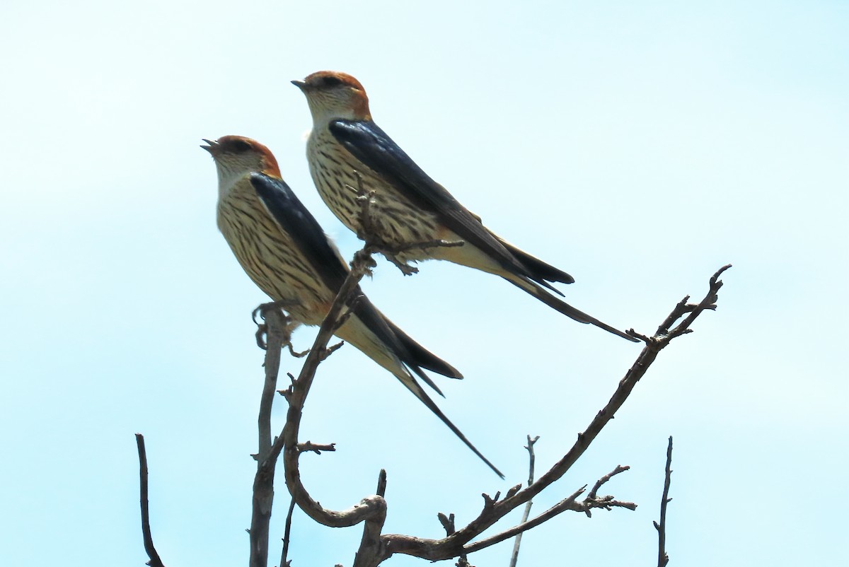Greater Striped Swallow - ML191022231