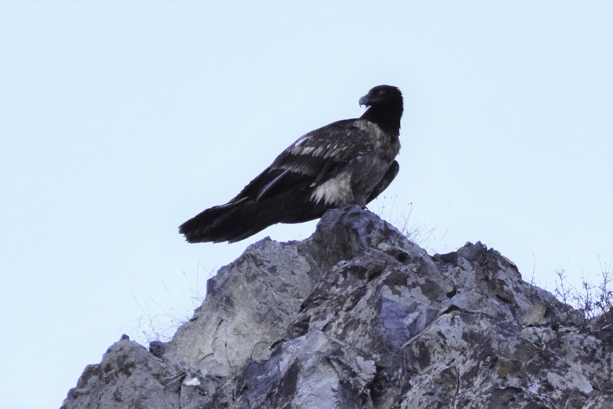 Bearded Vulture - ML191022461