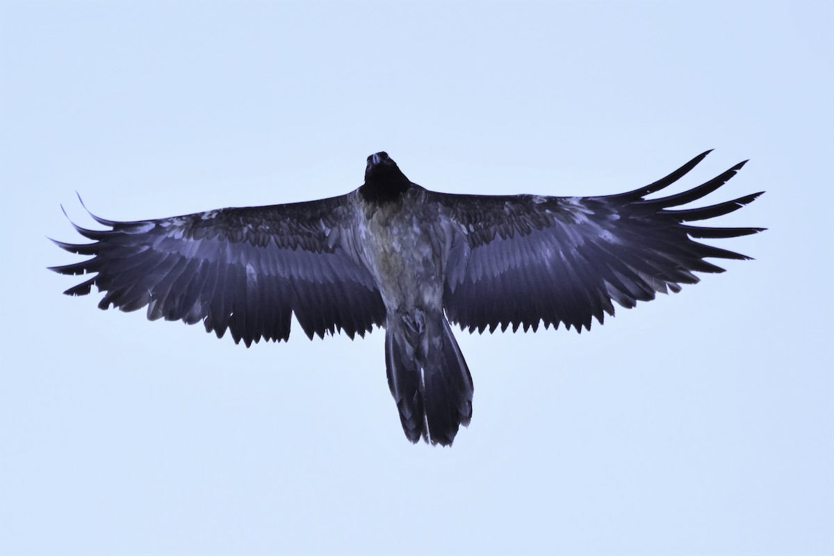 Bearded Vulture - ML191022501