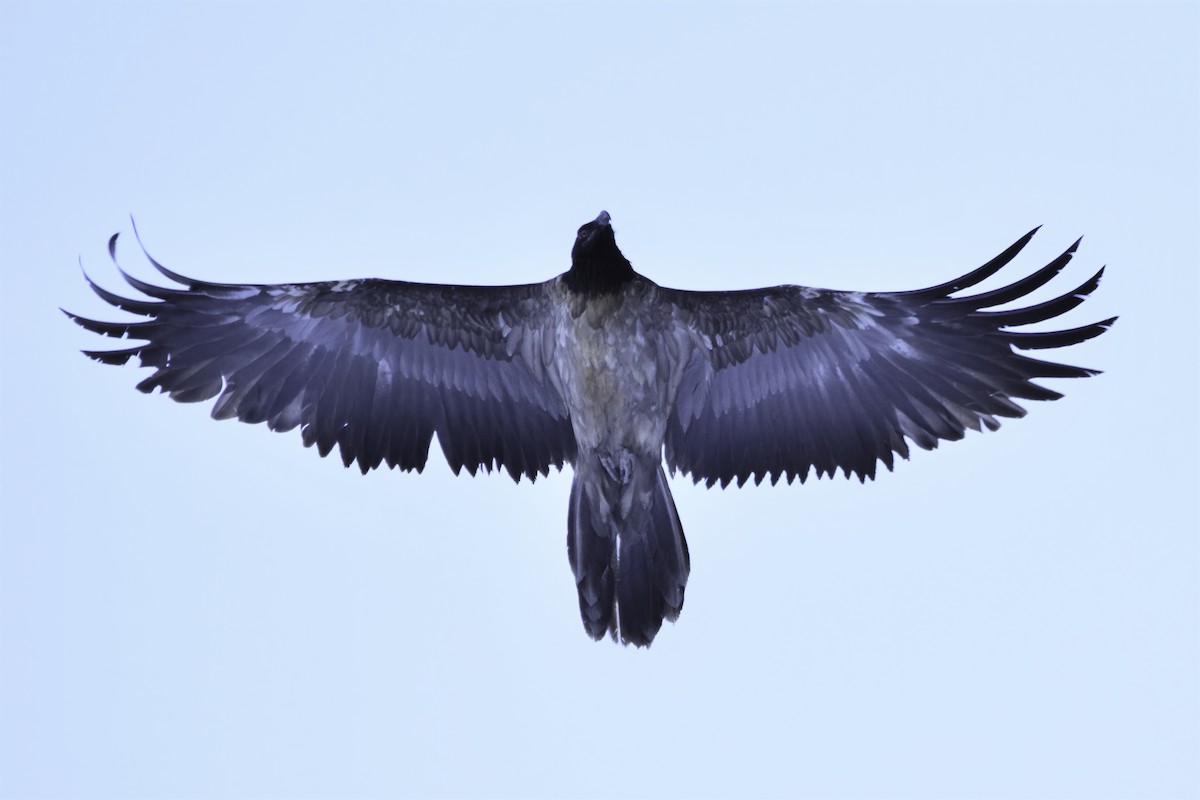 Bearded Vulture - ML191022531