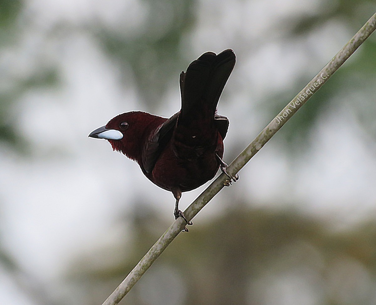 Silver-beaked Tanager - ML191022701